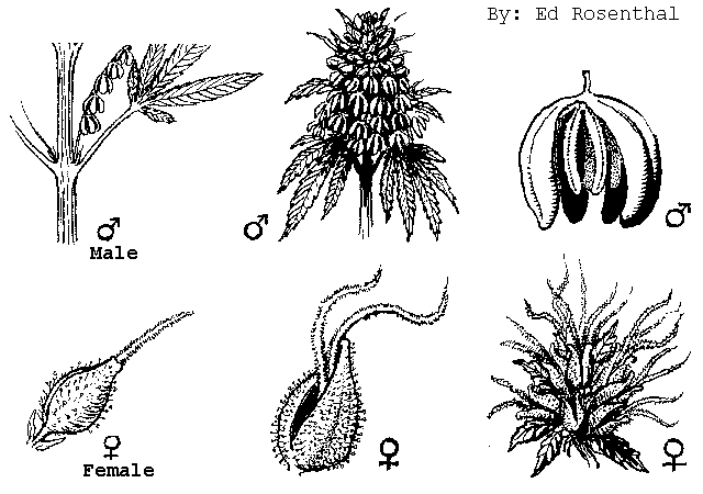 Cannabis sativa_gender2.gif